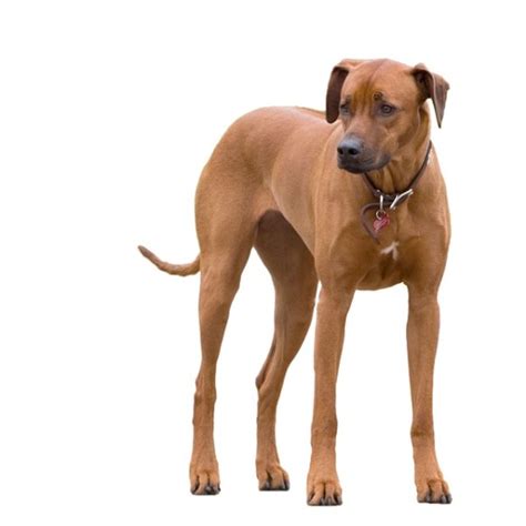 Ridgeback Dog Breeds | The Smart Dog Guide