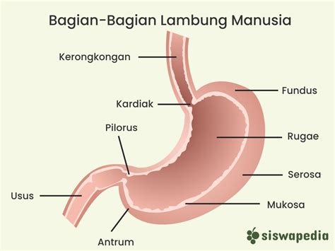 Bahasa Kedokteran Asam Lambung - Homecare24