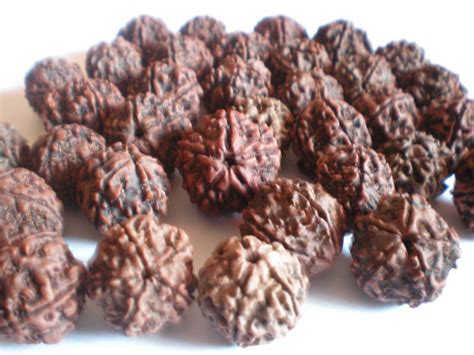 Ekam Sat India: Shiva's trears and rudraksha seeds