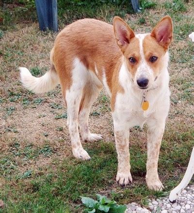 Australian Cattle Dog Corgi Mix Puppy