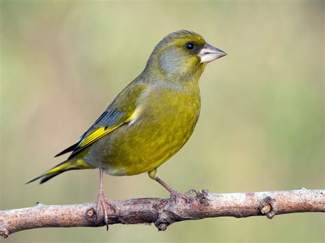 European Greenfinch - eBird