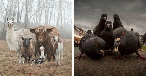 30 Animals That Look Like They’re About To Drop The Hottest Albums Of ...