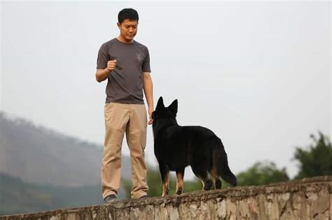 Top Invisible Fence Dog Training Tips - Pet Life World