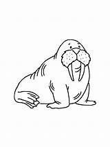 Walrus coloring Pages sketch template