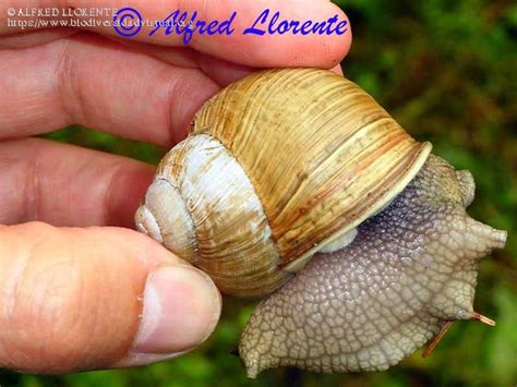 Helix pomatia - 114485 - Biodiversidad Virtual / Invertebrados