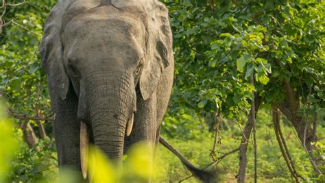 Elephant - Ghana Safari Tours