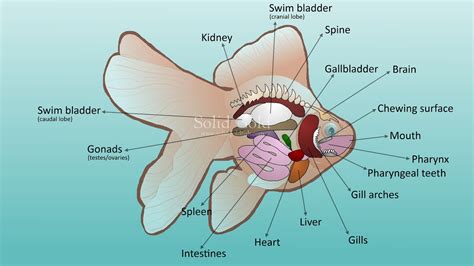 Gfscorner (金鱼堂): Goldfish Anatomy