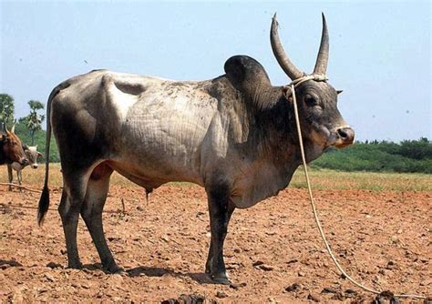 Best Native Cow Breeds In India - All About Cow Photos