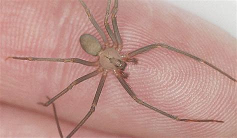 The violinist spider, poisonous and dangerous for humans | Secretaría de Salud | Gobierno | gob.mx