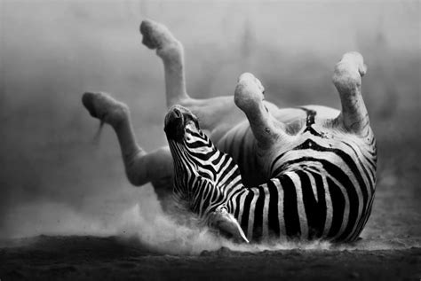 7 Incredible Black and White Animals – Africa’s Monochrome Wonders