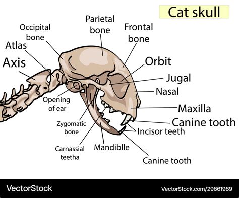 Cat skull anatomy side view shows main Royalty Free Vector