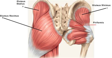 Gluteus Minimus The Muscle Of The Week | Sydney Physio Clinic