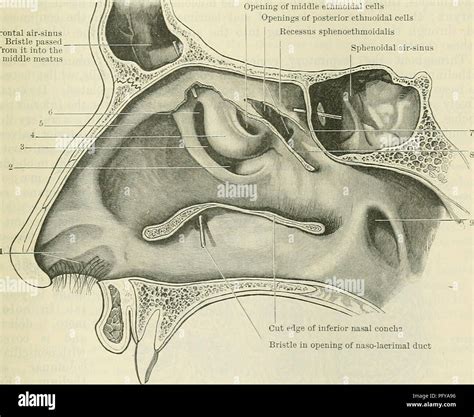 . Cunningham's Text-book of anatomy. Anatomy. Vomeronasal cartilages Vomero-nasal organs Fig ...