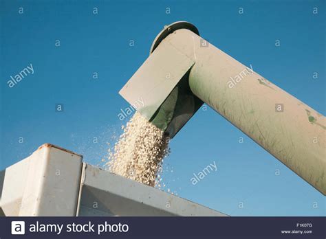 Agriculture, Maize Harvesting Stock Photo - Alamy