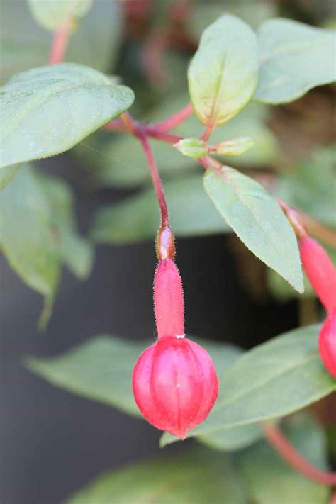 How to Harvest and Save Fuchsia Seeds | Gardener’s Path