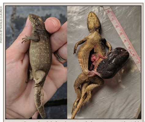 Researchers Euthanize Northern Curly-Tailed Lizard With Massive Fecal ...