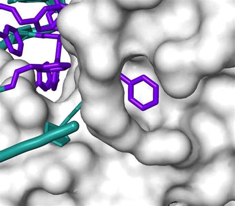 Proteomic Profiles to Predict Health, Disease, and Aging - Colorado Longitudinal Study