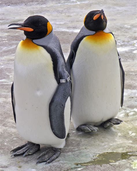 File:Penguins Edinburgh Zoo 2004 SMC.jpg - Wikipedia