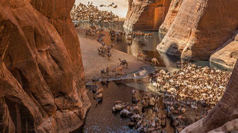 🔥 Camels at Guelta de Archei, Ennedi plateau, Chad (Photo by GeoEx) 🐪 ...