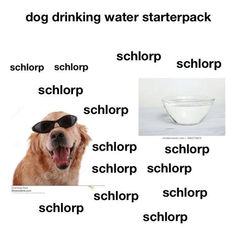 Dog drinking water startpack : starterpacks | Memes, Drinking water meme, Cool pictures