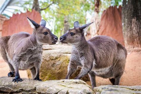 WILD LIFE Sydney Zoo | GetYourGuide