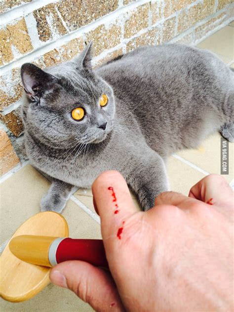 Brush the cat she said, it'll be fun she said. - 9GAG