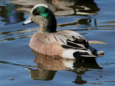 Free picture: American, widgeon, baldpate, duck