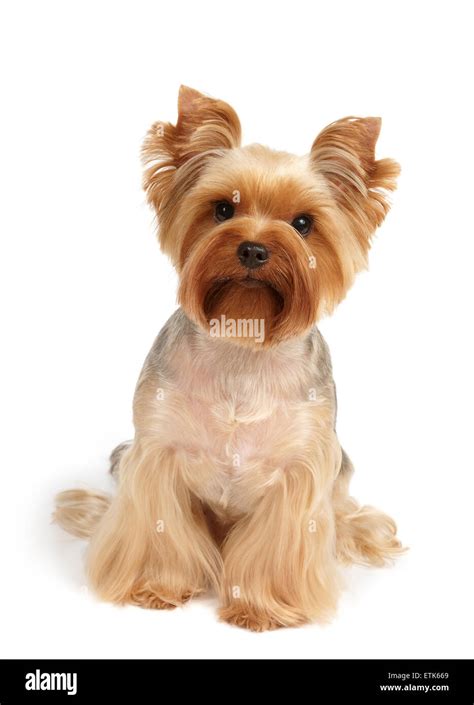 One Yorkshire Terrier after haircut and grooming sits on white background Stock Photo - Alamy