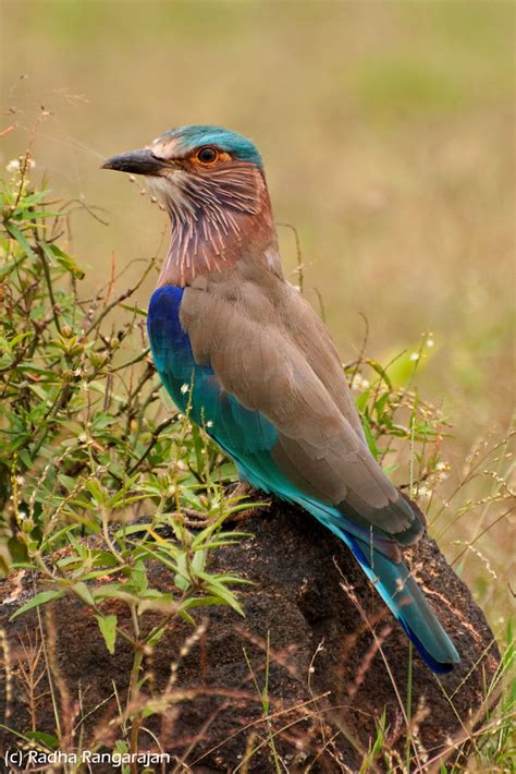 Indian Roller | Indian Roller (Coracias benghalensis) Explor… | Radha ...