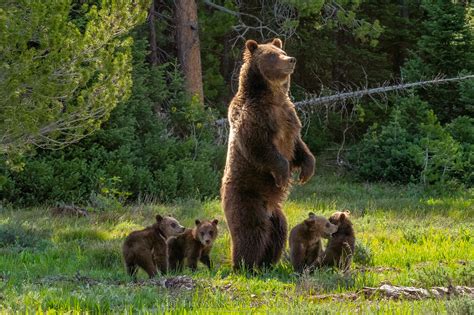 Meet Grizzly Bear 399 and Her Four Cubs, the Most Famous Bears in the World - Gaia GPS