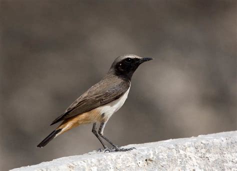 Kurdish wheatear - Alchetron, The Free Social Encyclopedia