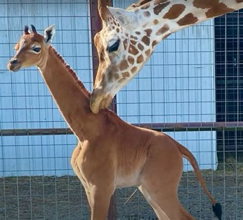 A Once-In-A-Lifetime Baby: Giraffe Born With No Spots At Tennessee Zoo. – InspireMore