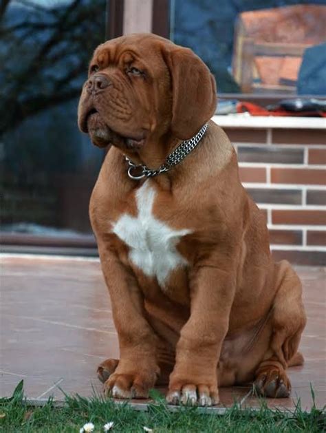 Mastiff – Courageous and Good Natured | Dog breeds, French mastiff dog ...