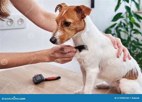 Woman Brushing Dog. Owner Combing Jack Russell Terrier. Pet Care Stock ...