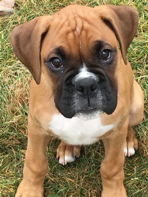 A good looking Boxer pup! | Boxer dogs, Boxer dogs brindle, Boxer puppies