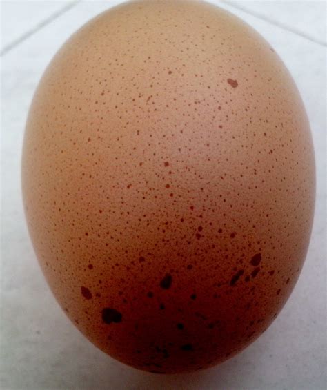 Chicken Egg Free Stock Photo - Public Domain Pictures