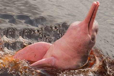Amazon river dolphins: the amazingly pink "guardians of the river" | One Earth