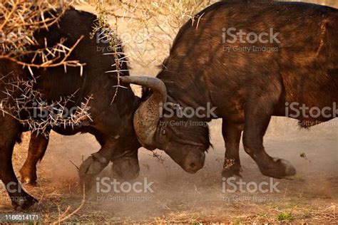 Cape Buffalo Fighting Head To Head Stock Photo - Download Image Now - African Buffalo, Fighting ...