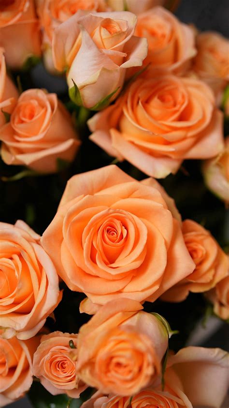 Download Solid Pastel Color Orange Roses Wallpaper | Wallpapers.com