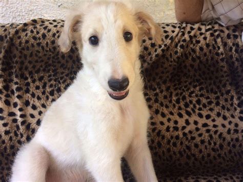 PUPPIES Available Now!! Borzoi - Russian Wolfhound @ HowlinWolf Kennel - Puppies For Sale