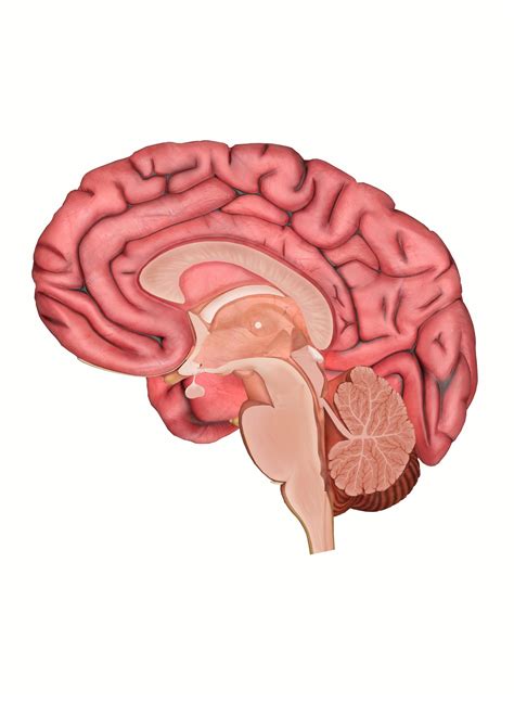 The Anatomy of the Human Brain: 3D Model