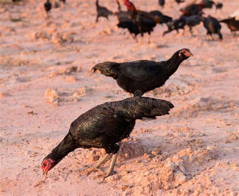 Domestic fowl stock image. Image of farmyard, farming - 74436893