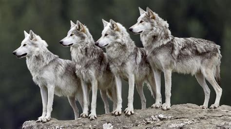 A group of wolves is called a pack. Wolves are social creatures that travel, hunt and perform ...