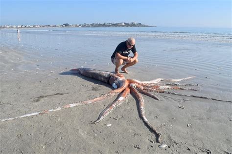 Giant Squid Washes Up on St Helena Bay Beach - SAPeople - Worldwide ...