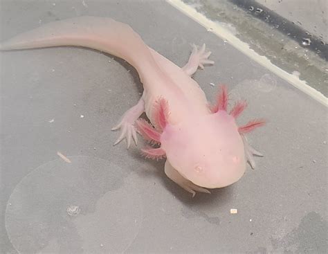 Adopted - Ambystoma mexicanum 'Axolotl' Albino "Mowgli"-Amb.