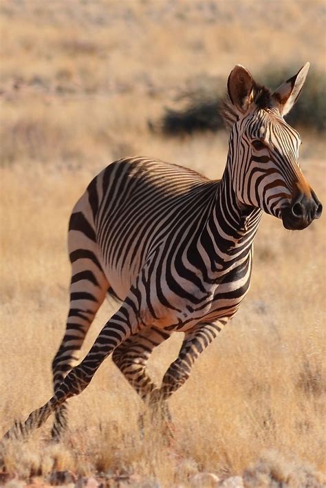 a zebra is running through the dry grass