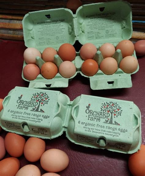 eggs - Orchard Organic Farm