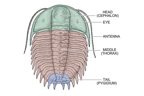 Trilobite | Q?rius