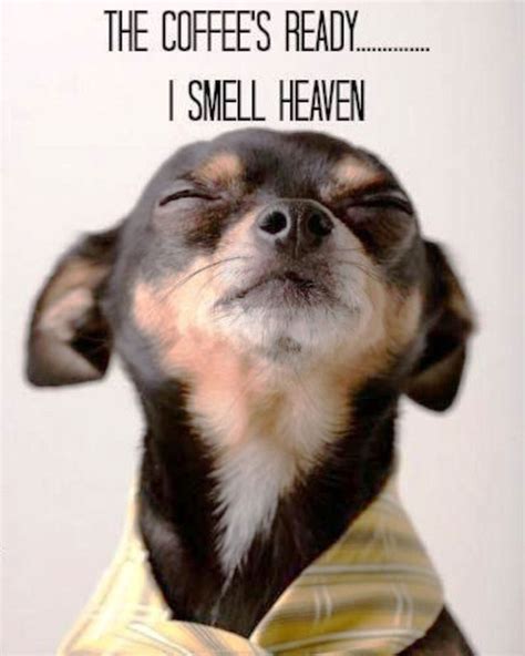 The coffee’s ready… I smell heaven | Dog quotes, Funny dog memes, Funny animals
