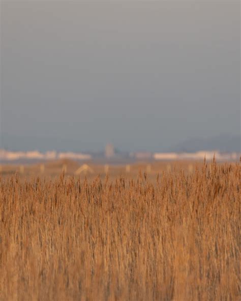 WWT Steart Marshes And Bridgwater Bay